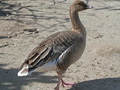 Pink-footed Goose x Tundra Bean Goose hybrid